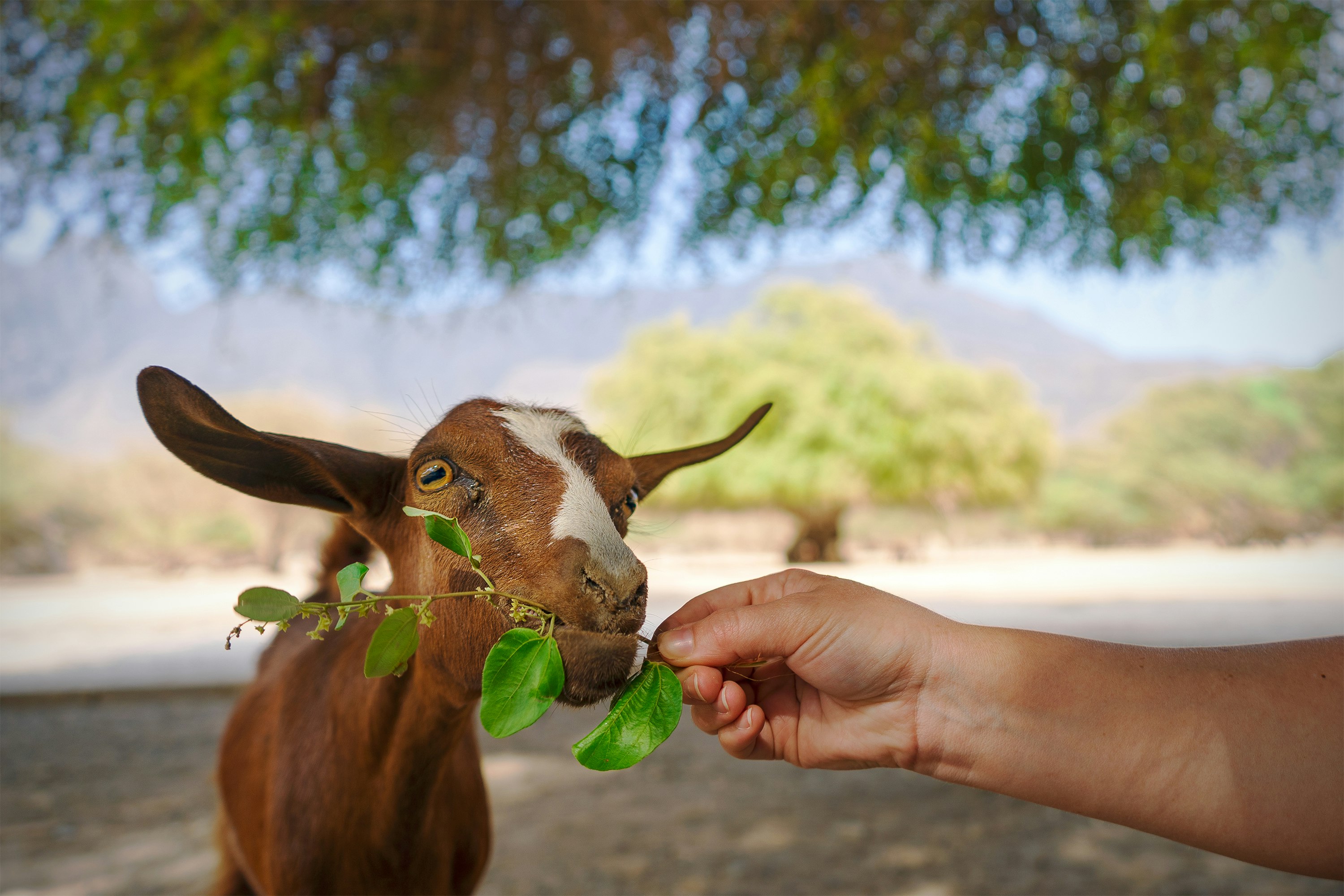 brown and white horse eating green leaf during daytime